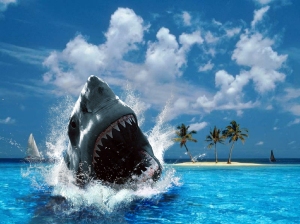 -Shark-sharks-10311334-1024-768